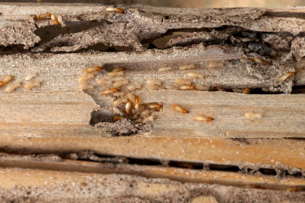 Reliable Taylor Mill, KY Pest Control Solutions